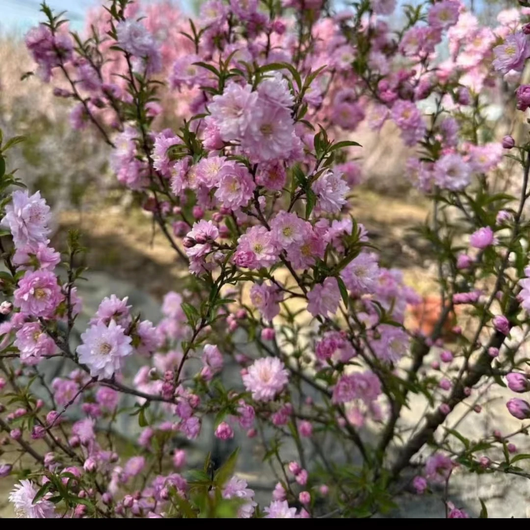 丛生重瓣小花榆叶梅树苗爆花满天星郁李花苗耐寒耐旱盆栽地栽绿植