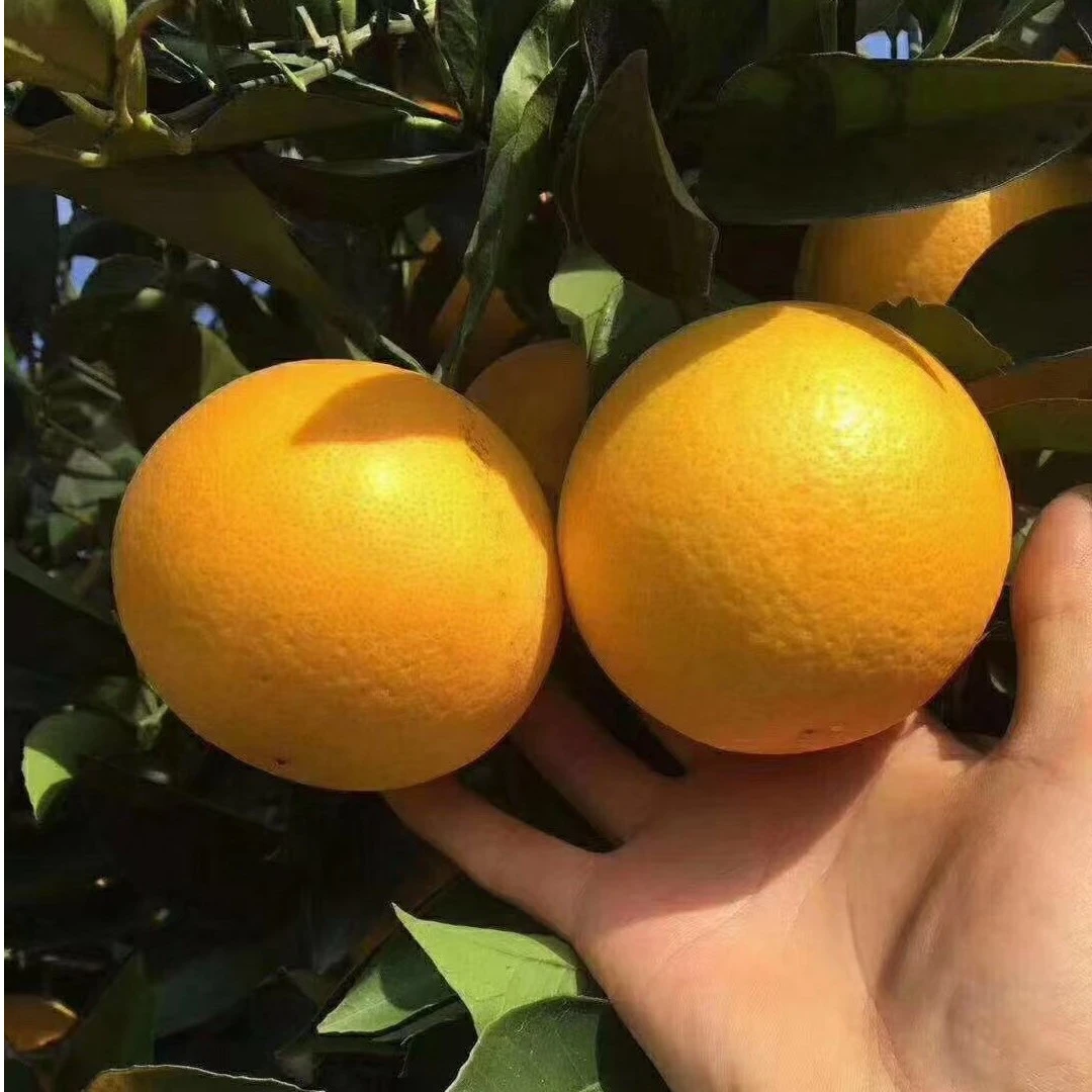 湖南麻阳冰糖新鲜采摘水分充足美味果酸自然熟种植9斤5斤装包邮