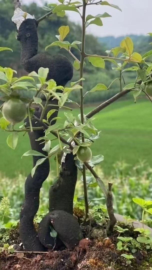 金弹子盆景素才,直播间一物一拍