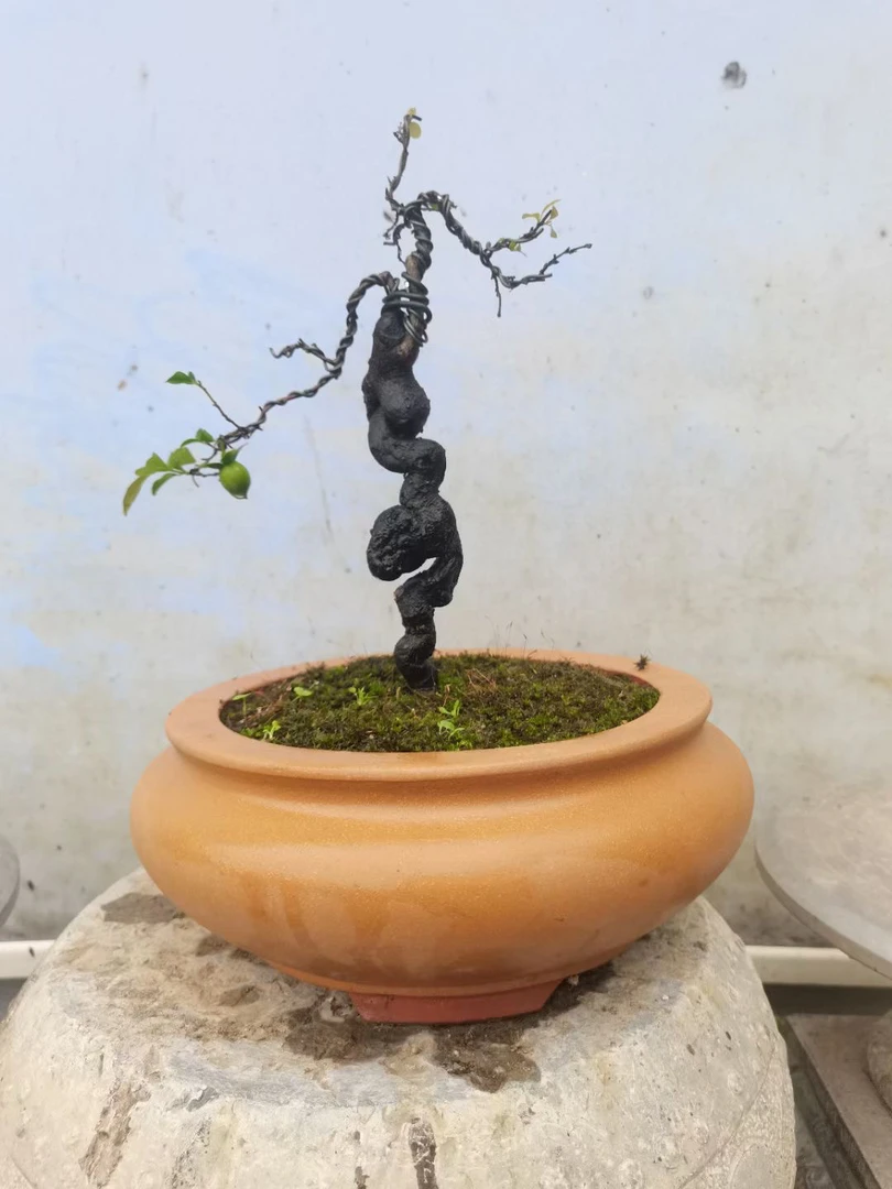 灌木金弹子嫁接桩，年工桩，精品桩，直播一物一拍