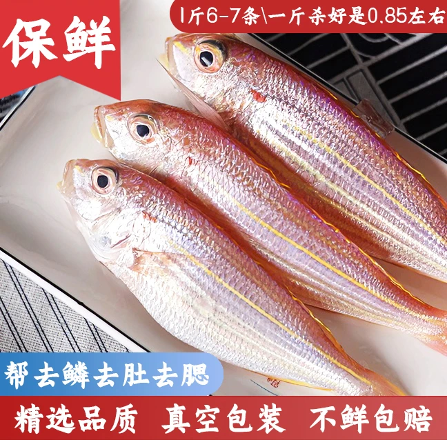 金线鱼阳江灯光船正宗金丝鱼刀里鱼南海海鲜（6~7条/斤）默认帮杀