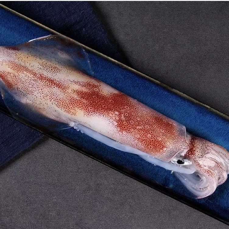 海钓鱿鱼新鲜火箭大鱿鱼大管部分带膏带籽海兔枪乌贼500g~750g/头