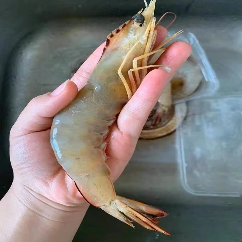 海虾白野生明虾阳江海鲜水产天然深海海虾2斤急冻发货（约13头/斤）
