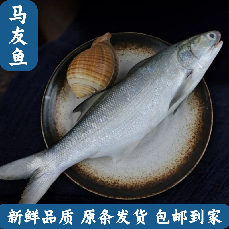 马友鱼阳江海产捕捞午鱼自家渔船捕捞海鲜