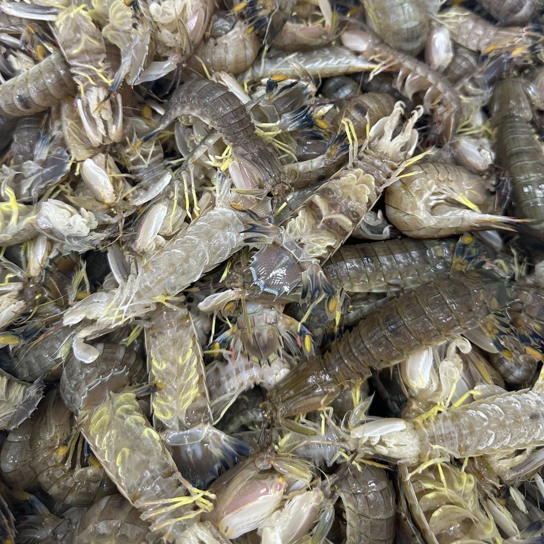 阳江本地虾婆皮皮虾广东省发货