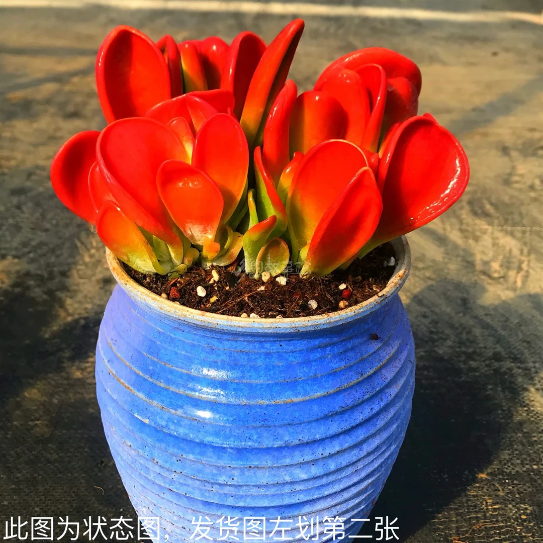 火狐狸 带盆带土发货 9厘米 多肉植物 多肉