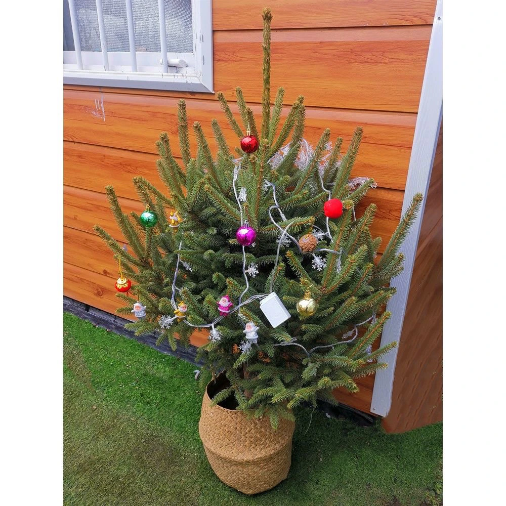 云杉树真的圣诞树挪威云杉树