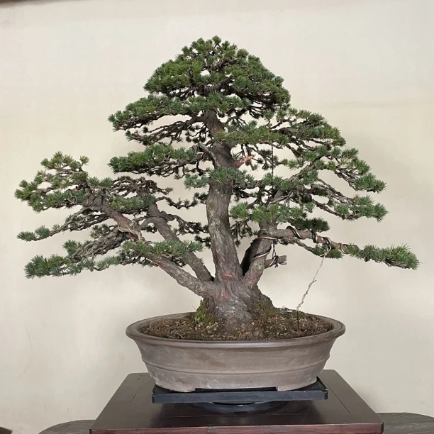 瑞祥五叶松一本多杆盆景