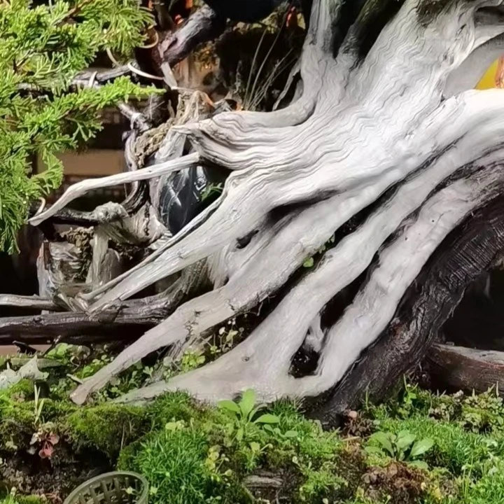 龙吟阁盆景1号专线（盆景下单拍这里哦）