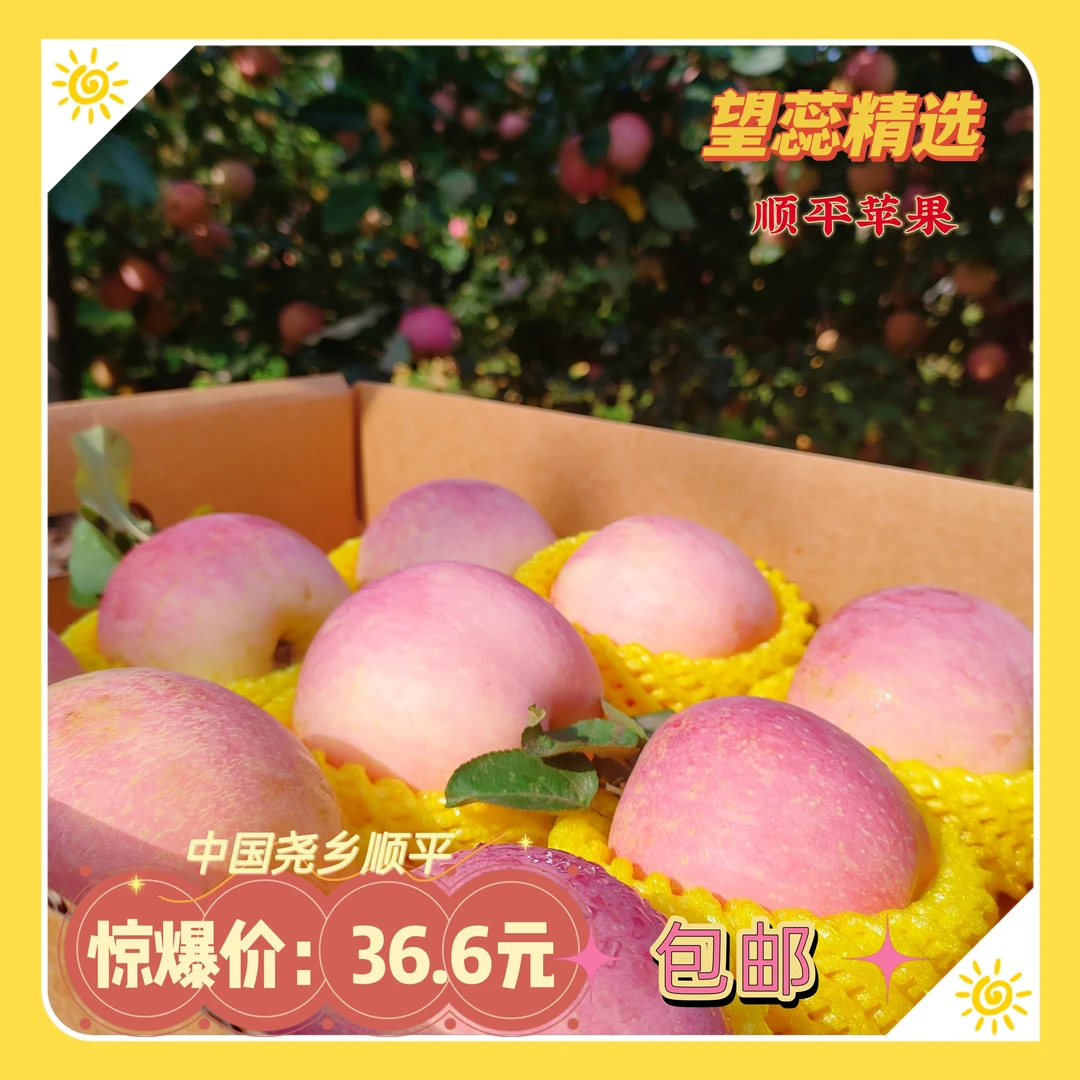 【双十一特惠】顺平望蕊山庄精选苹果7-12个装净重4.8-5斤顺丰包邮