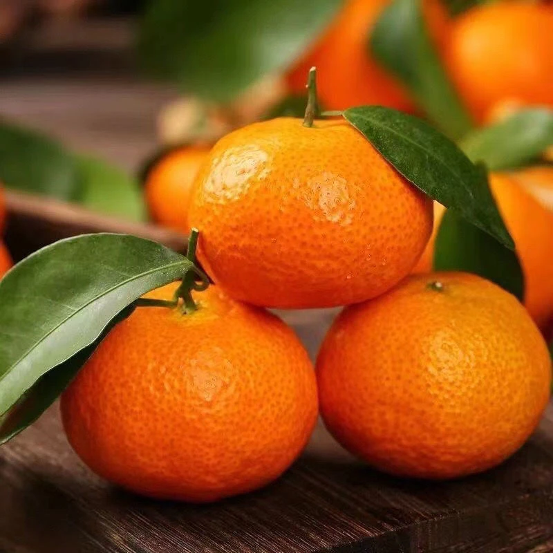 【小哥甄选】云南宾川头茬砂糖桔