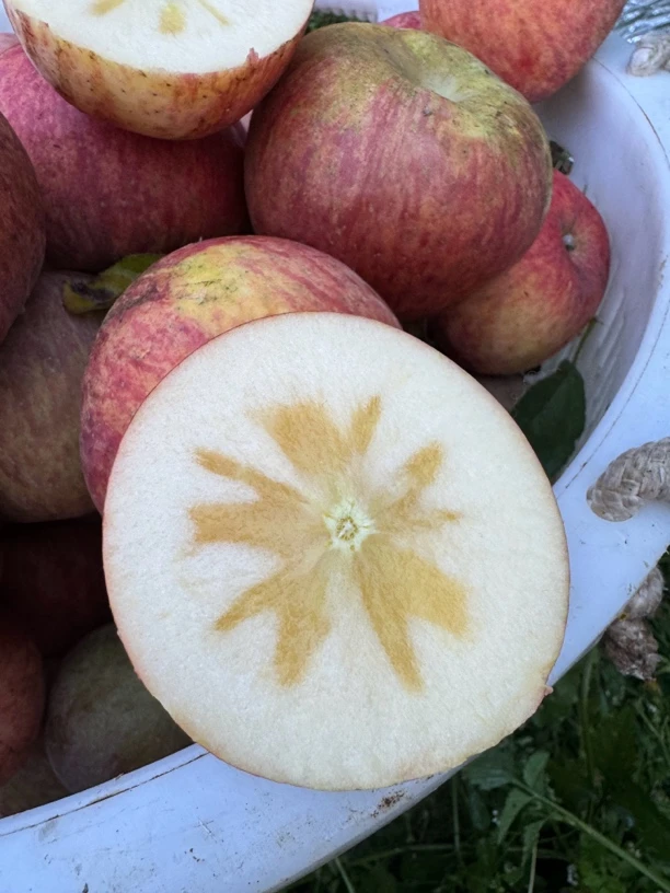 （净重五斤链接）脆甜香糖心率高糖心苹果