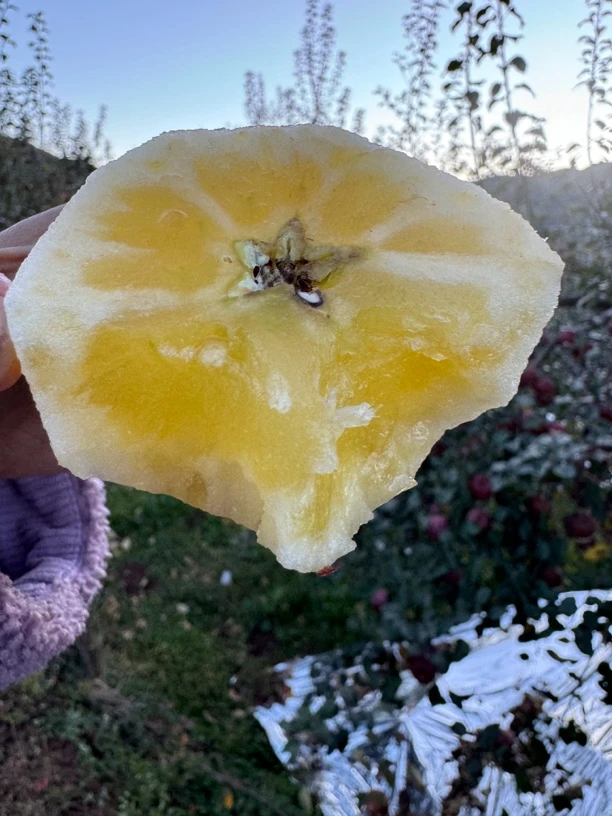 （福利专属）云南丑苹果脆甜多汁高山老树糖心