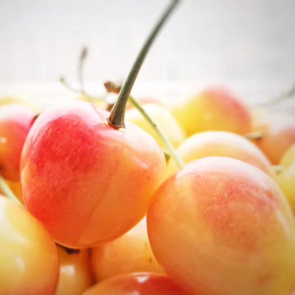 【现摘空运】大连美早大将锦樱桃1-5斤装J-5J脆甜家庭装新鲜水果