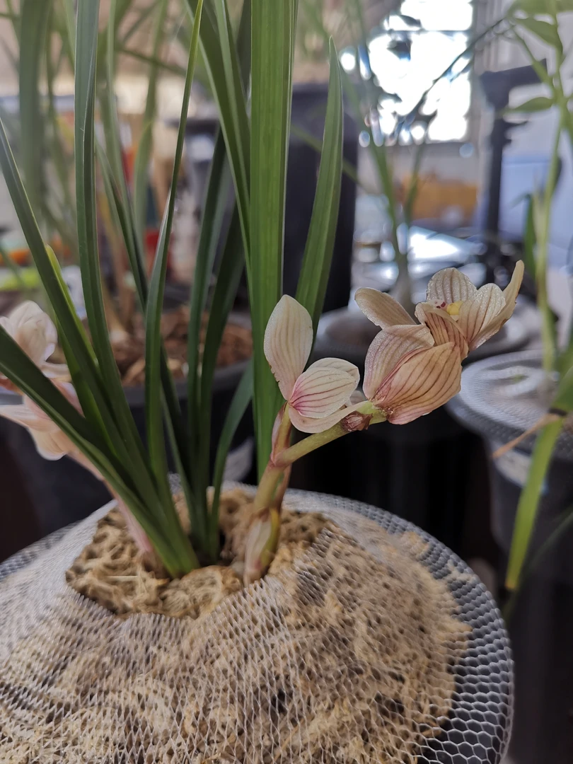 兰花莲瓣兰童面玲珑