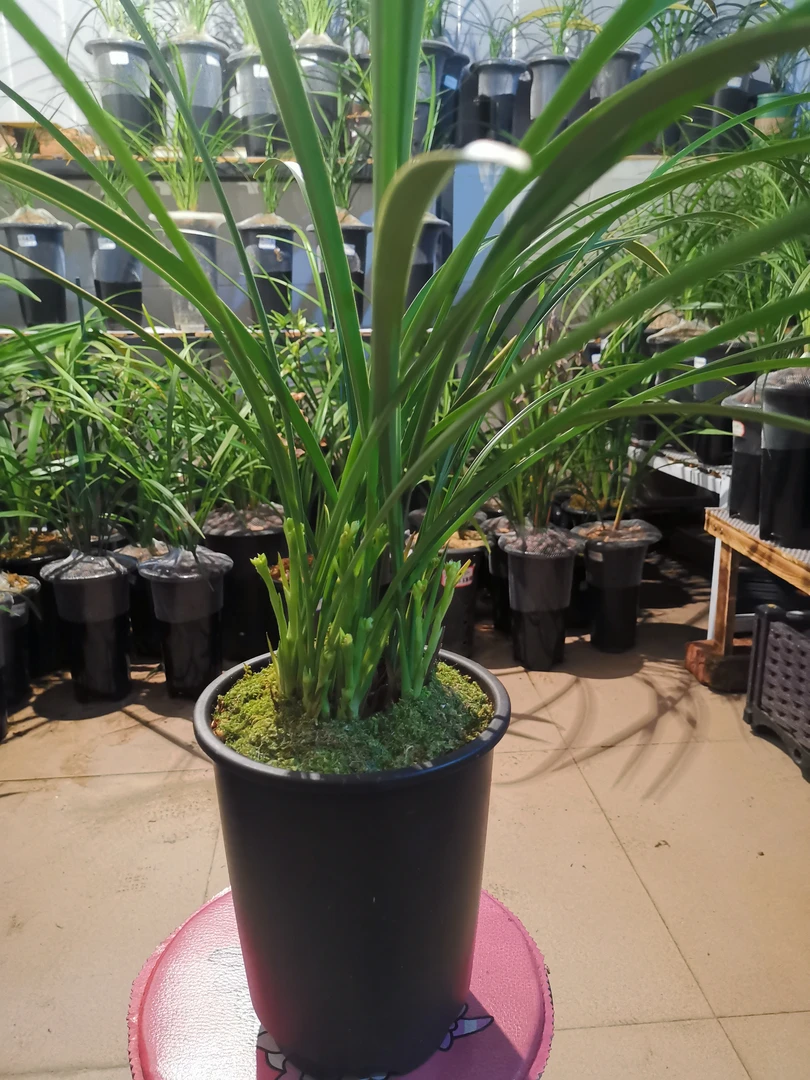 兰兰建兰铁骨素，叶型漂洒，多箭花杆，花朵素雅清香。