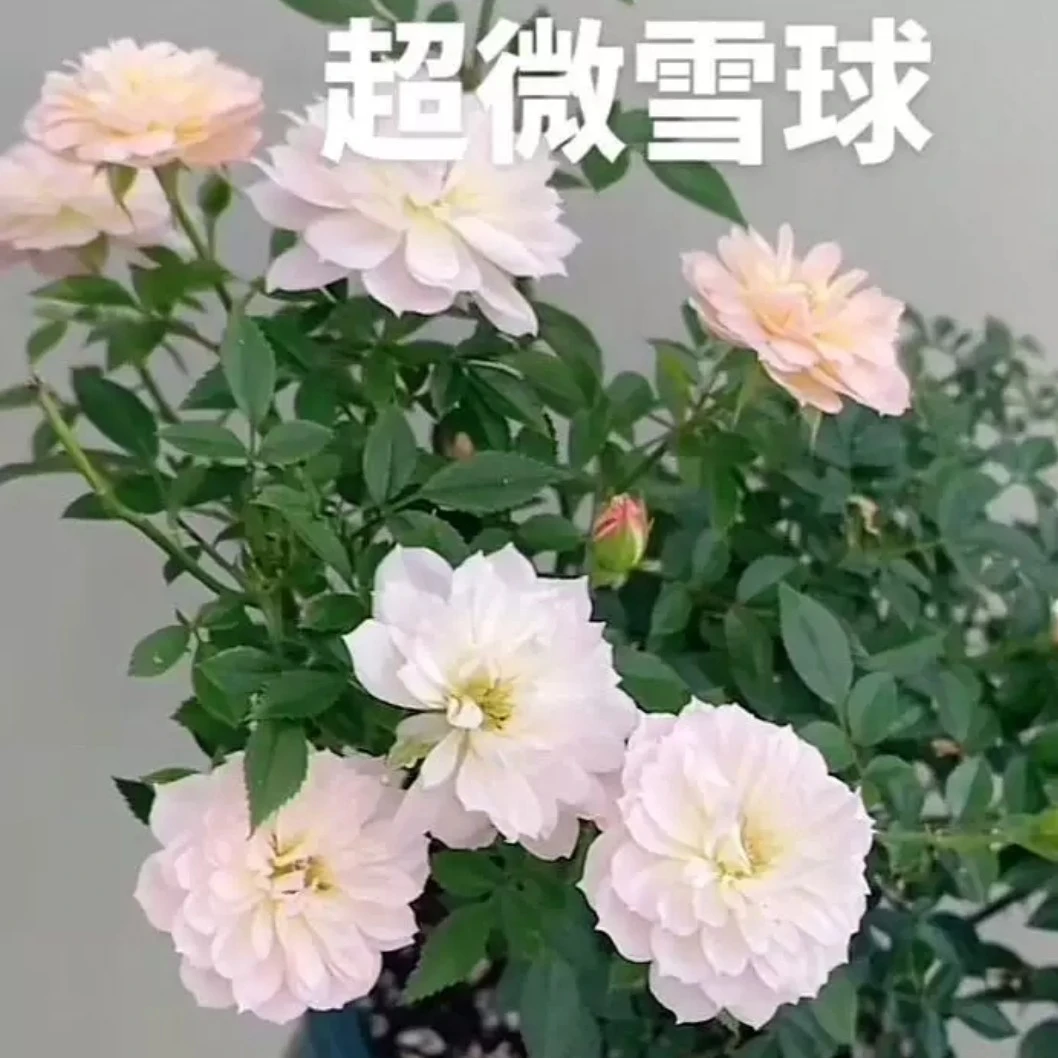 【雪球】.重瓣微型月季.