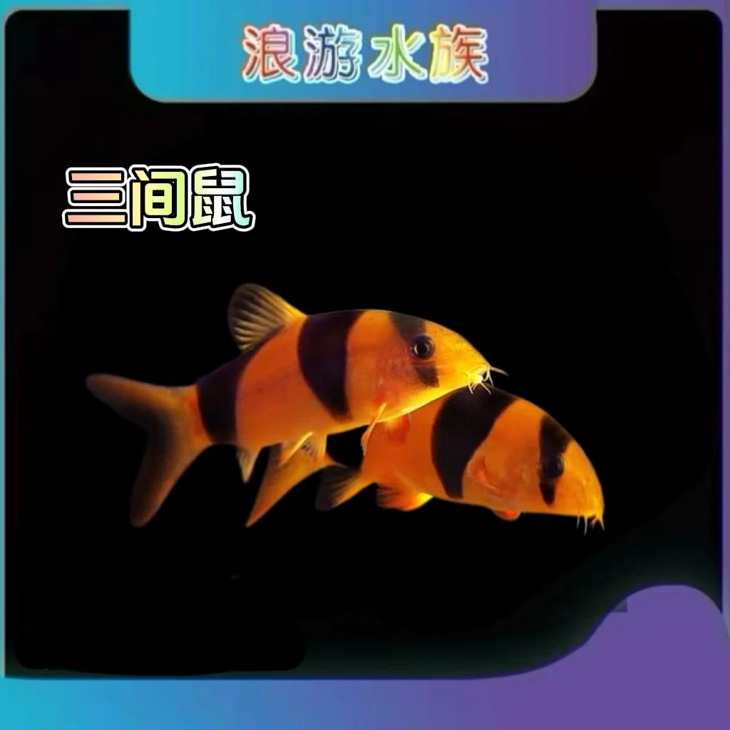 三间鼠鱼热带观赏鱼淡水观赏鱼好养好看