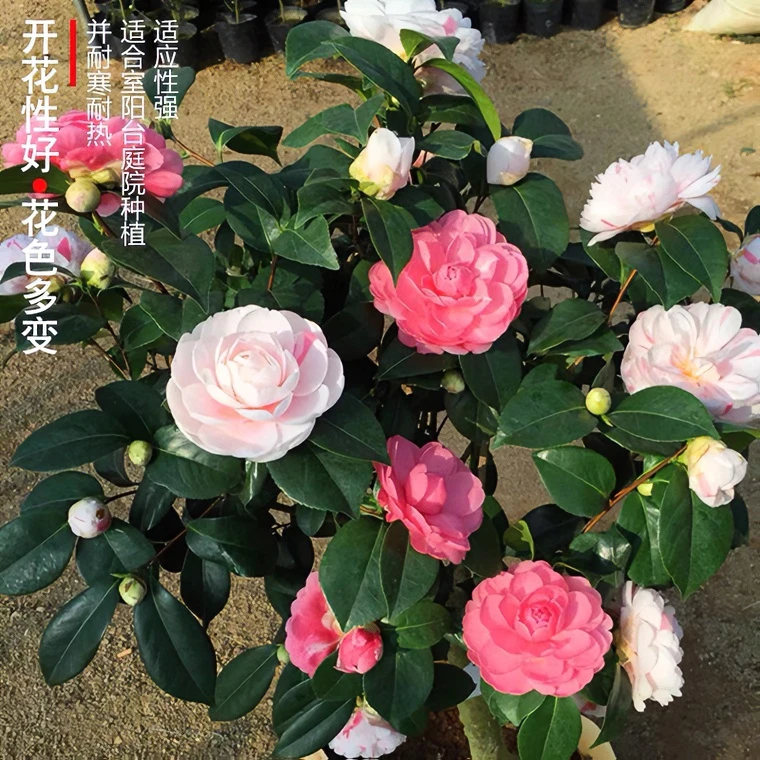 乔伊山茶花阳台盆栽树苗一树开多色粉色红色白色春季冬季开花