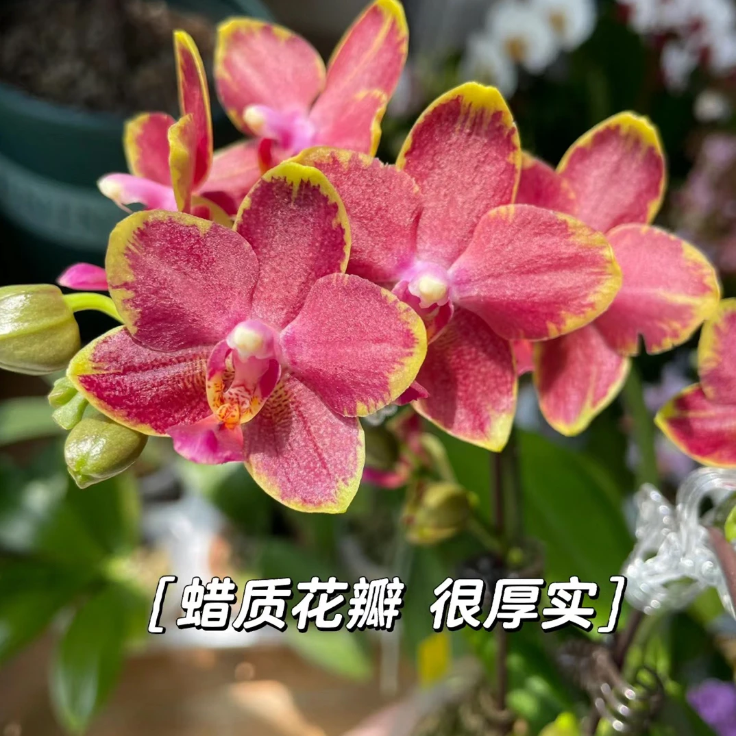 樱桃番茄2.8寸蝴蝶兰苗 叶损不售后