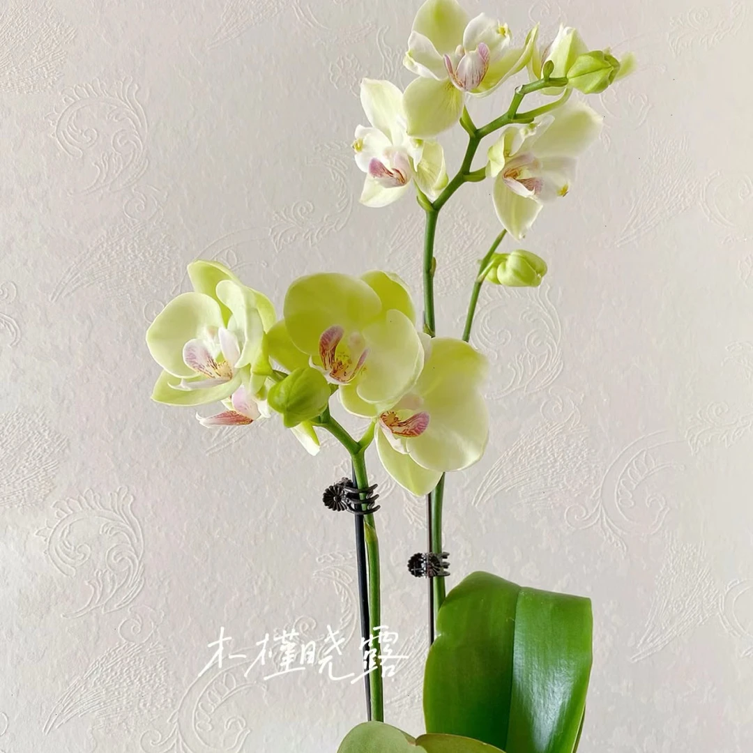 绿如意 3.5寸平杯蝴蝶兰苗 叶损不售后 满28包邮