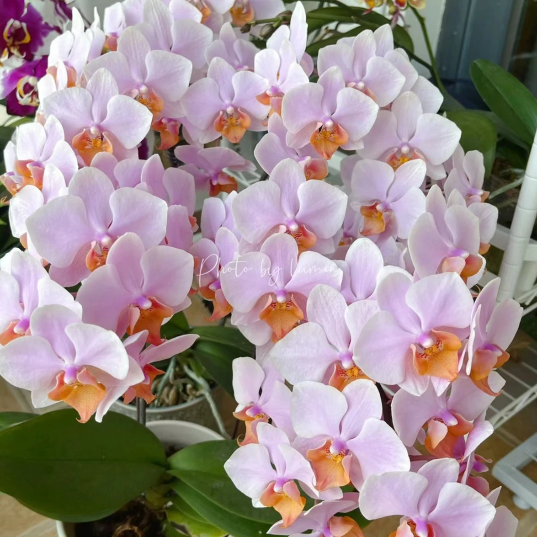 安祖图尔坎 3.5寸蝴蝶兰出梗苗 叶损不售后