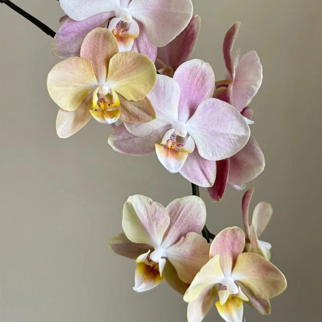 白纱白月光3.5寸苗蝴蝶兰 易变色不爱长根