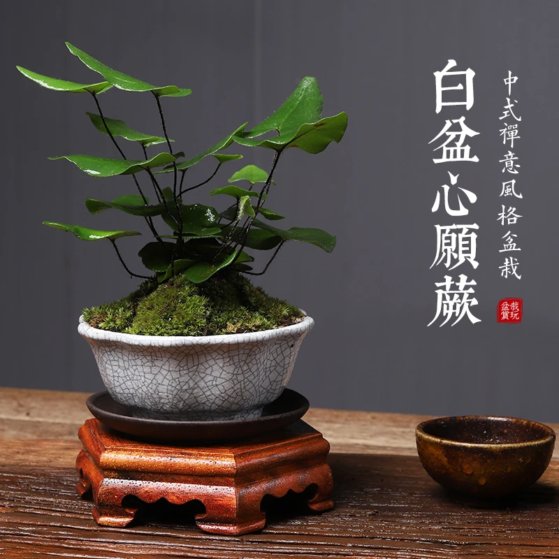 心愿蕨绿植室内盆栽好养线蕨水培植物客厅办公室茶桌四季常青植物