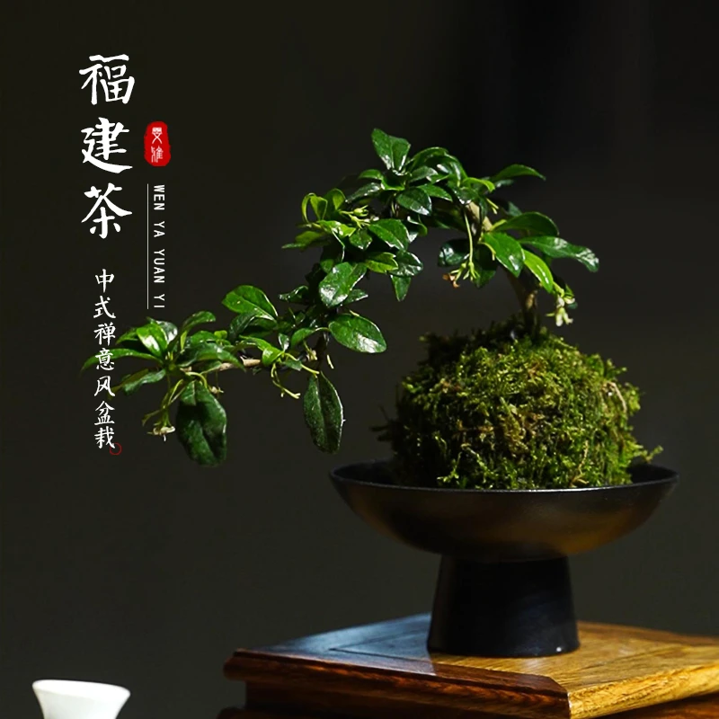 福建茶苔藓球绿植室内盆栽办公室悬崖造型老桩禅意植物客厅小盆景
