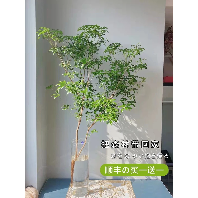 马醉木水培植物鲜切枝条盆栽活树室内小绿植日本吊钟树苗客厅水养