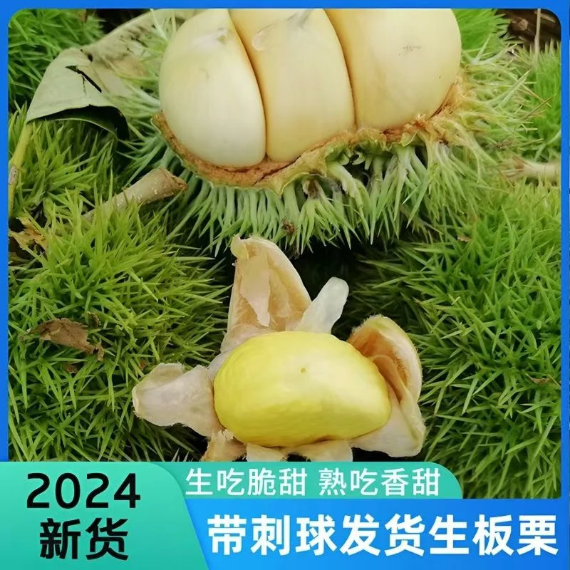 【板栗刺球】2024年新鲜板栗带刺球粉糯香甜白皮嫩板栗现摘现发栗子