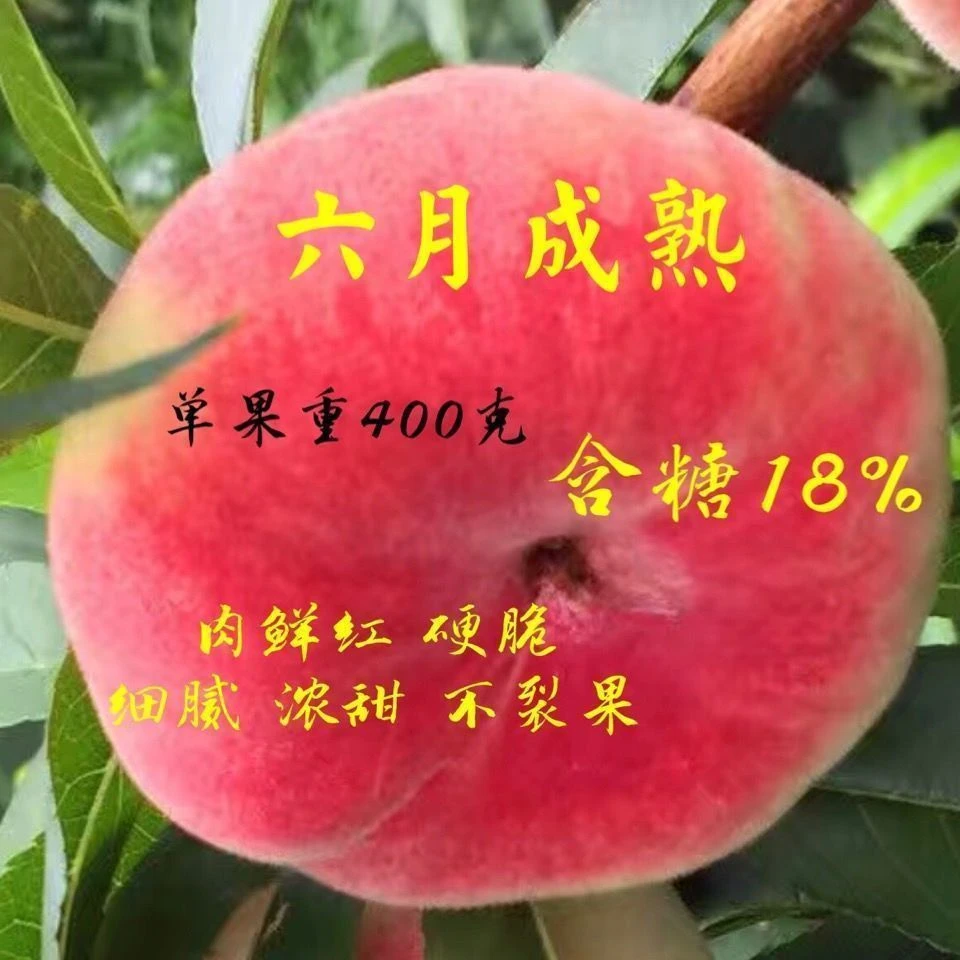 早熟蟠桃新品种 早红巨蟠桃树苗 六月份成熟 单果400克 高产 离核