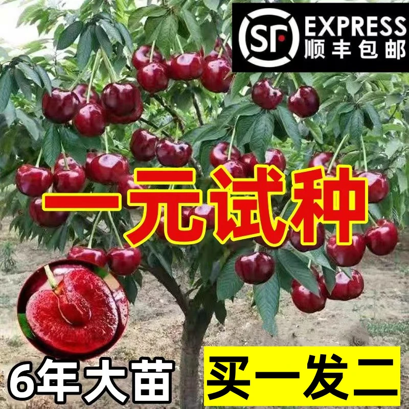 车厘子树苗樱桃树苗南方北方种植矮化大樱桃苗樱桃果树苗当年结果