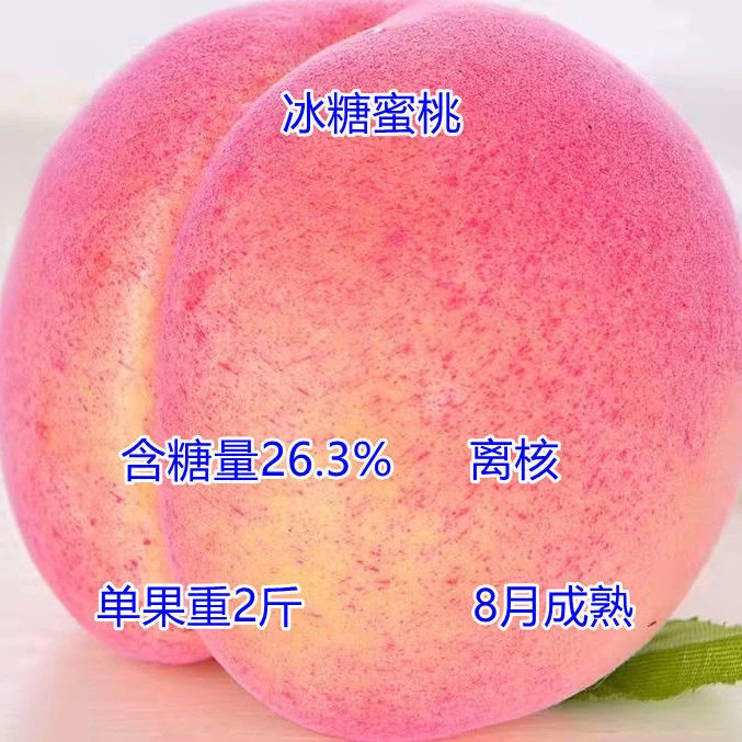 嫁接桃树苗新品种特大晚熟冬桃水蜜桃树苗南北方庭院地栽树苗