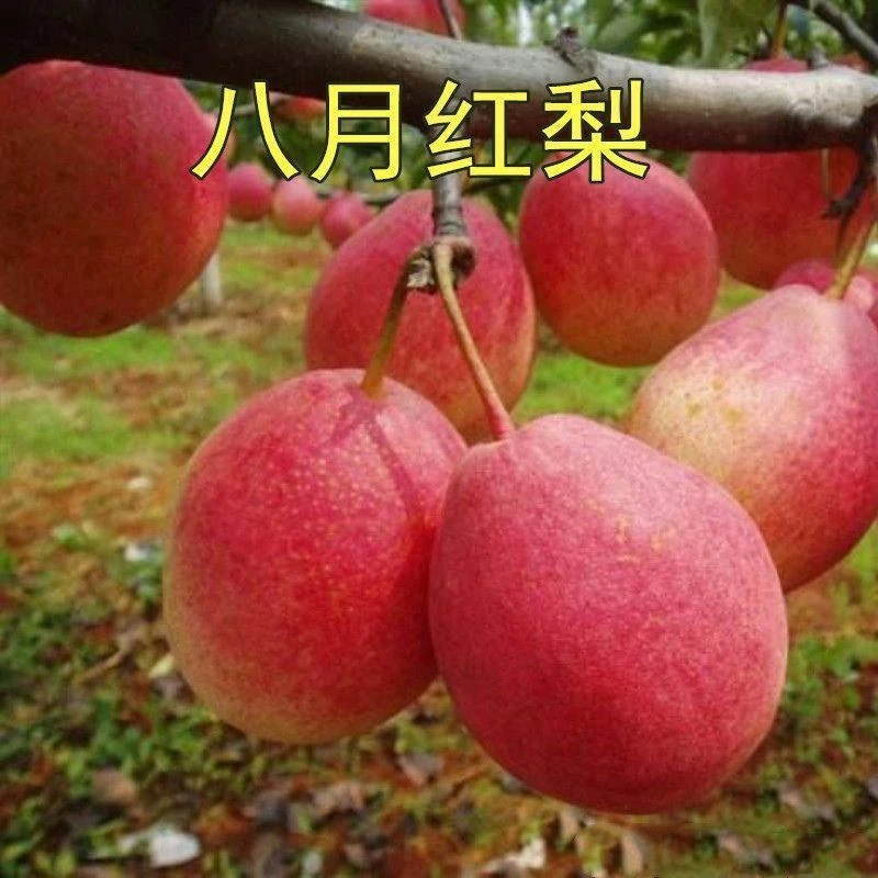 梨树苗嫁接苗地栽梨树树苗南方北方种植八月红梨落叶