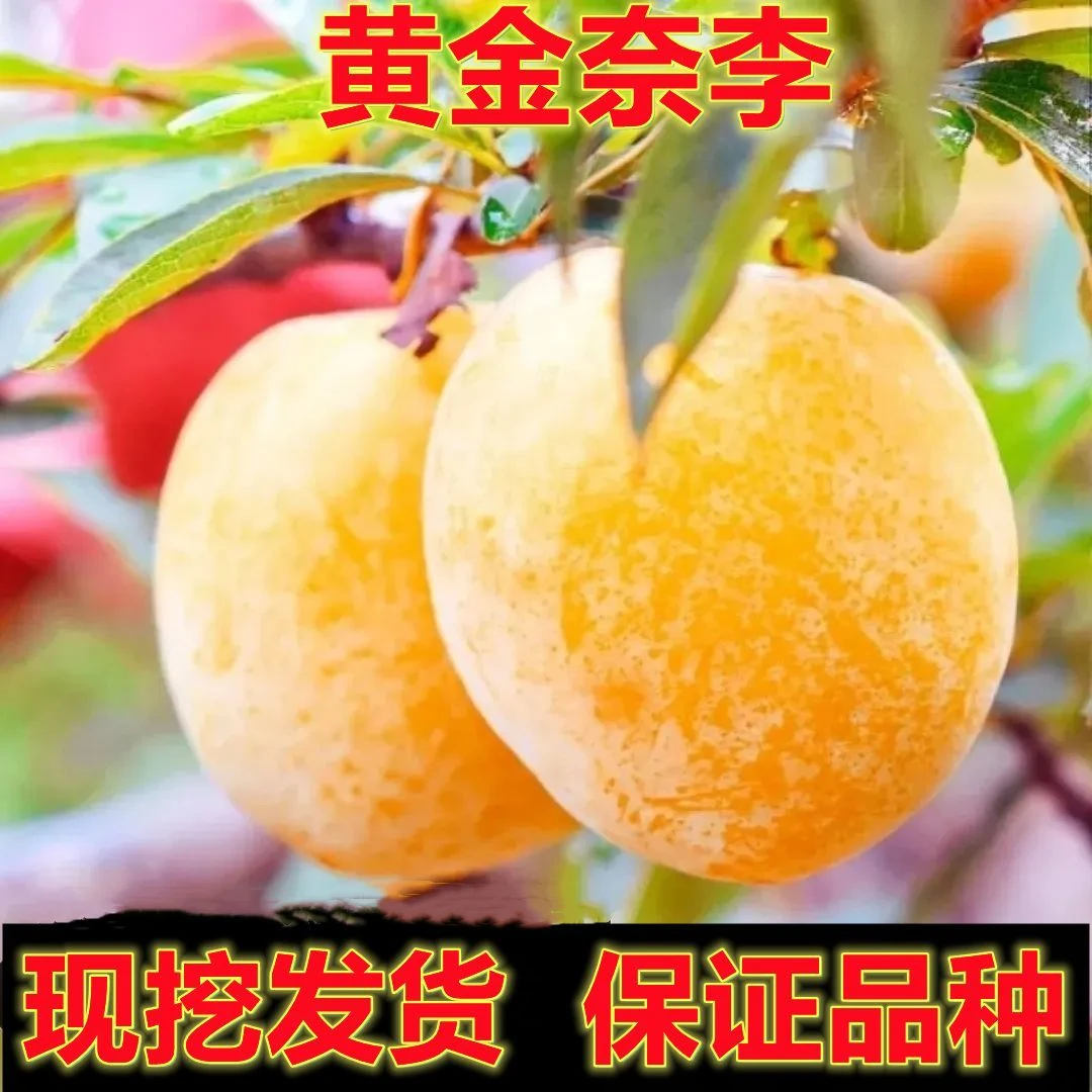 新品种特大黄金奈李蜂糖李子苗正宗嫁接果树苗南北方庭院种植耐寒