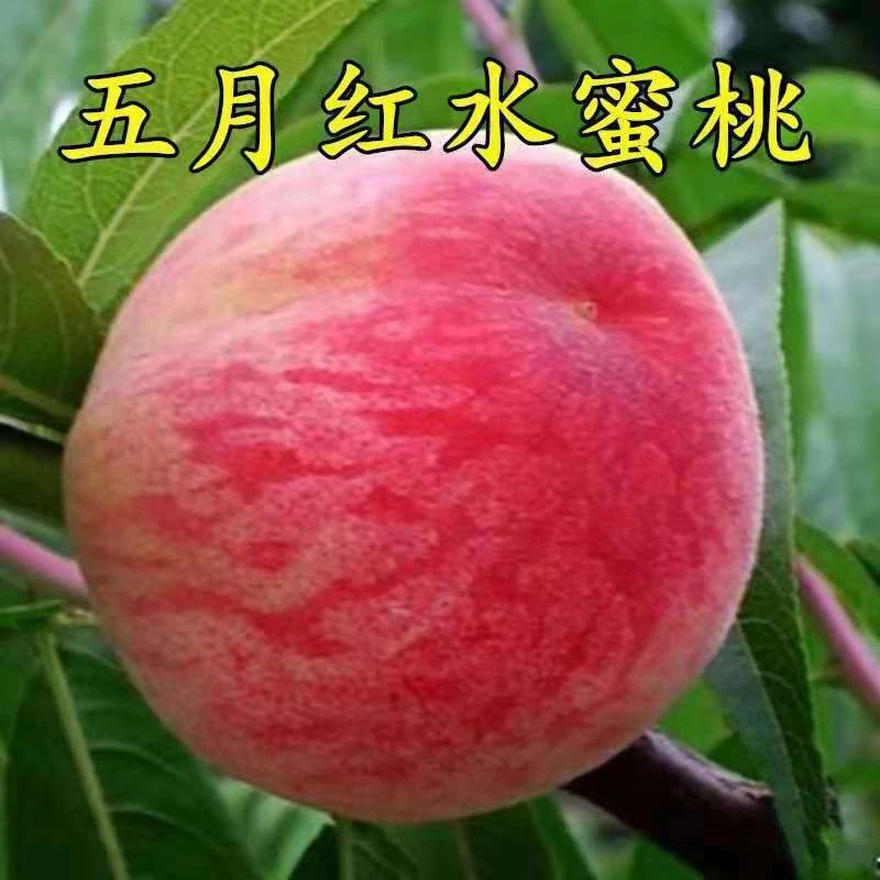 桃树苗嫁接五月红水蜜桃苗南北方庭院盆栽地栽甜脆特大早熟果树苗