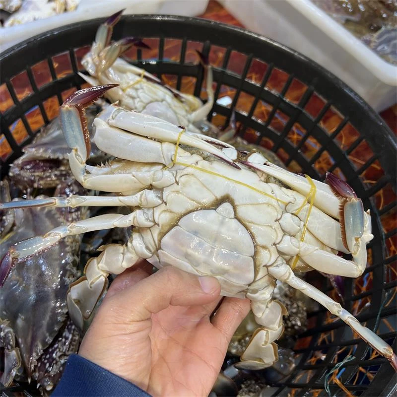 【保鲜不保活】单只7两上/舟山红膏蟹三点红母蟹2斤起拍/有断腿