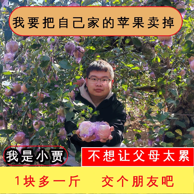 正宗山东沂源膜袋果微瑕果精品好品60果80果75果沂蒙山区果园直发