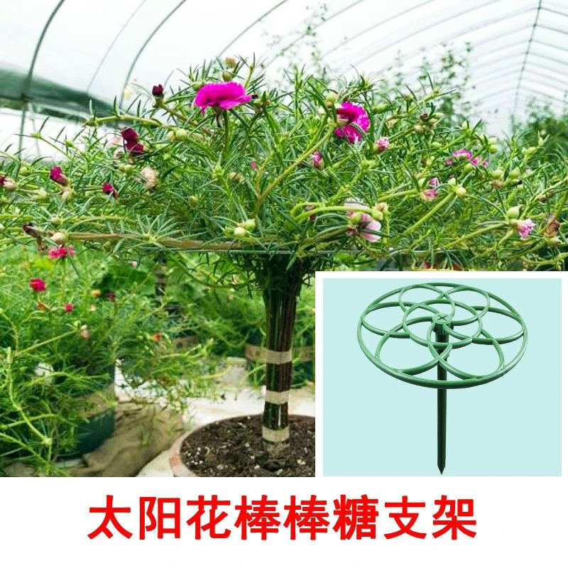 包邮太阳花支架棒棒糖花架蟹爪兰花架造型双层爬藤嫁接固定支撑架