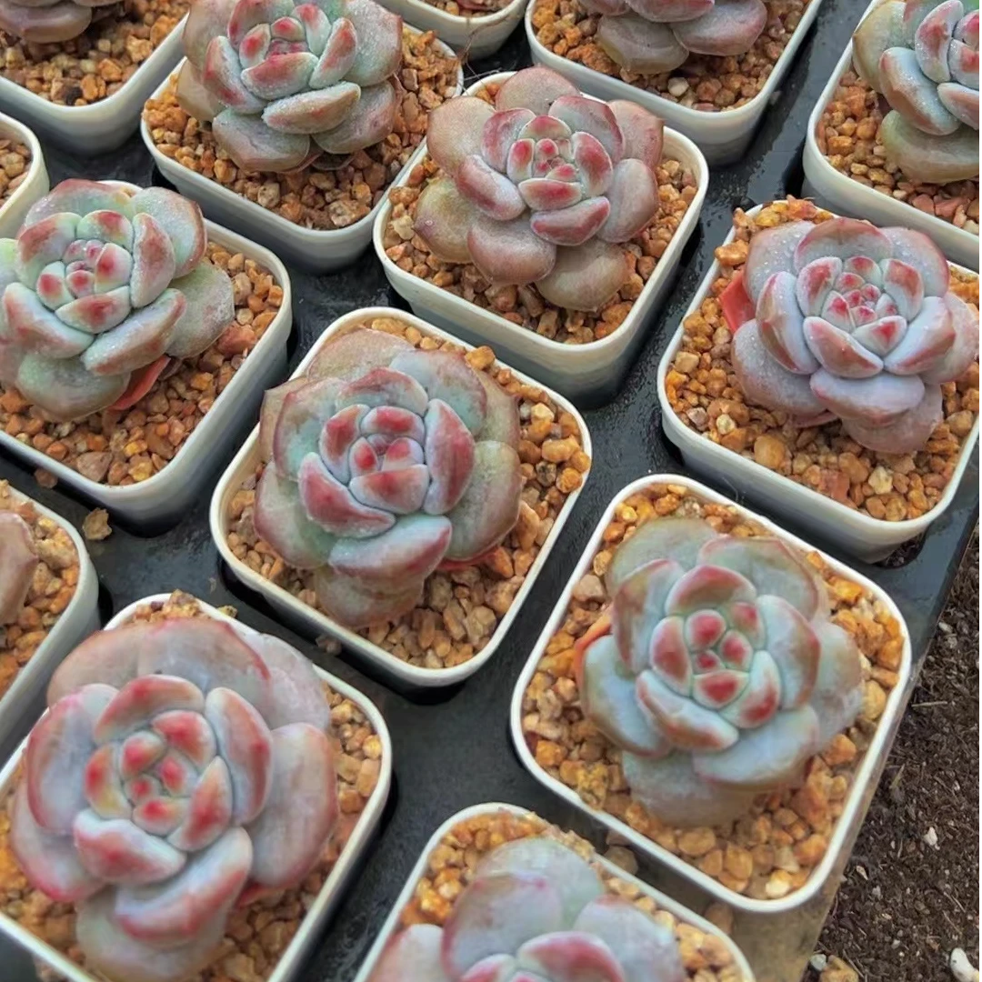 超优选星影石榴籽（多肉植物）