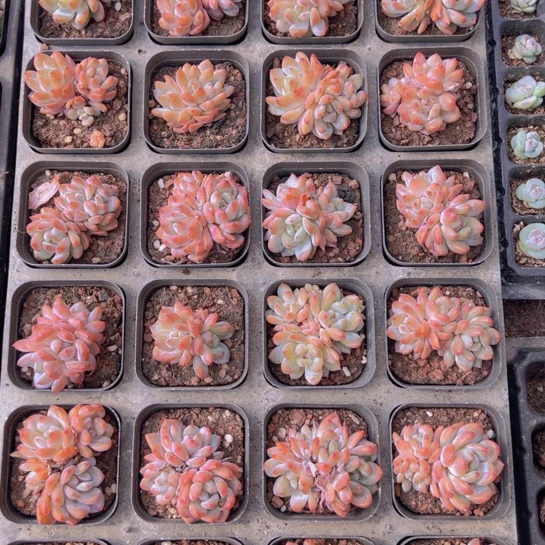 24 颗一组群生仙女橙！！！！