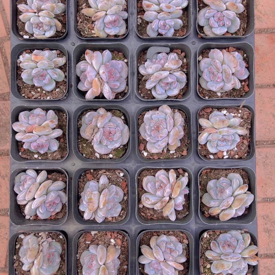 24颗一组双头星影