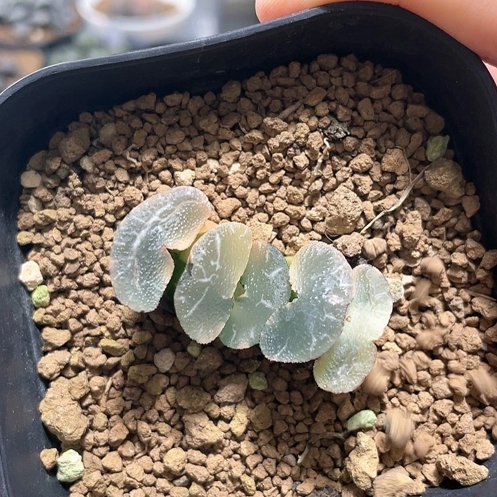 ?***好多肉植物  玉扇锦