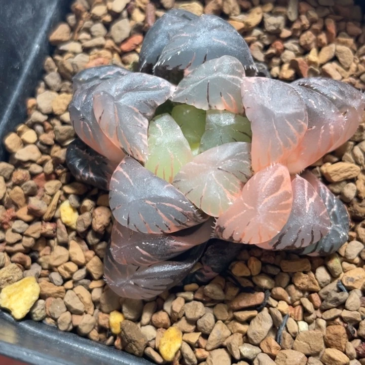 多肉植物 紫罗兰 玉露锦