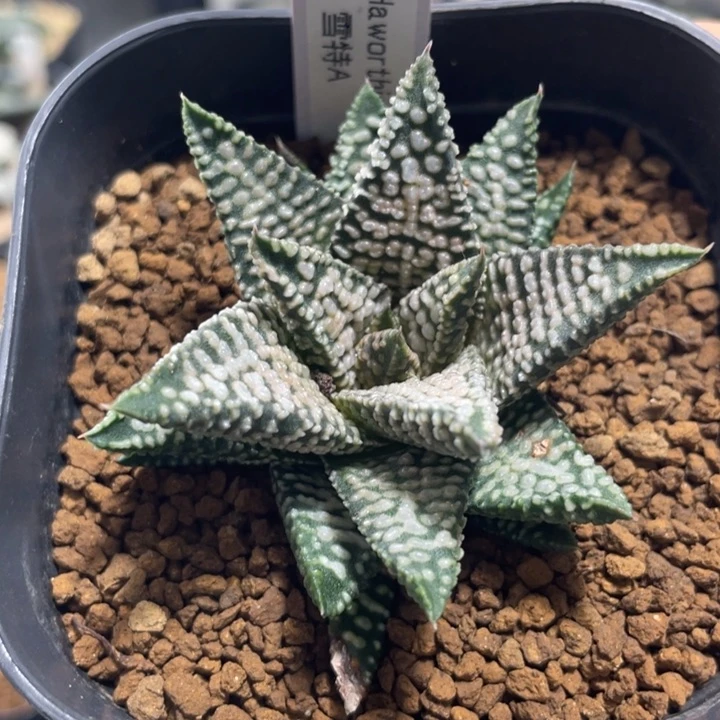 多肉植物 雪特A型