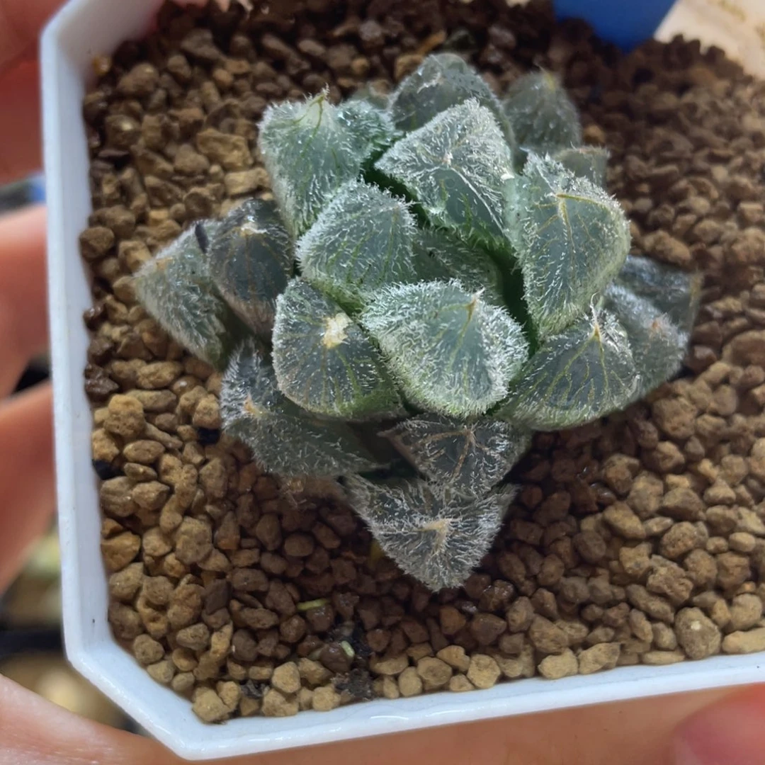 多肉植物   梦露