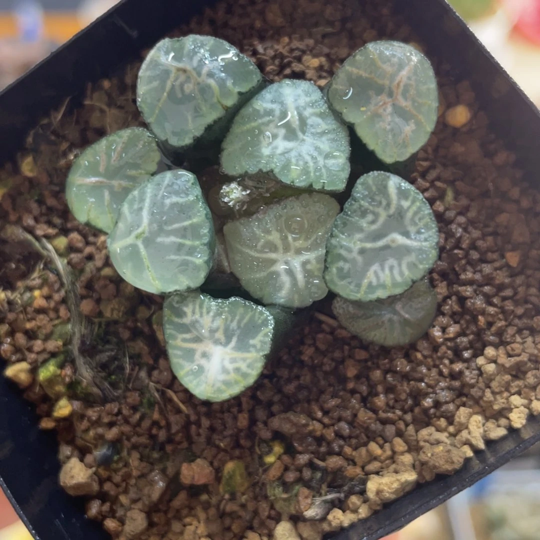 多肉植物 桃源乡