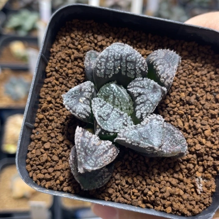 多肉植物 摩多 福利价