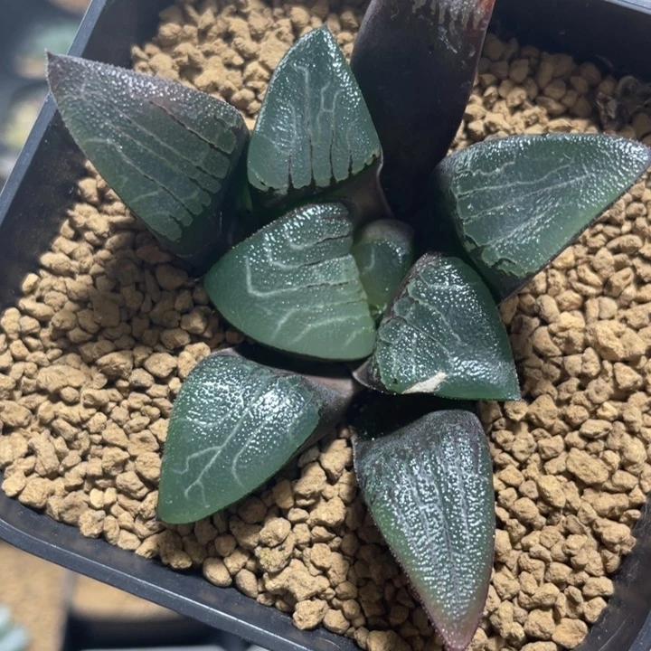 多肉植物  克里克特实生苗